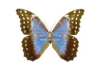 MORPHO DIDIUS